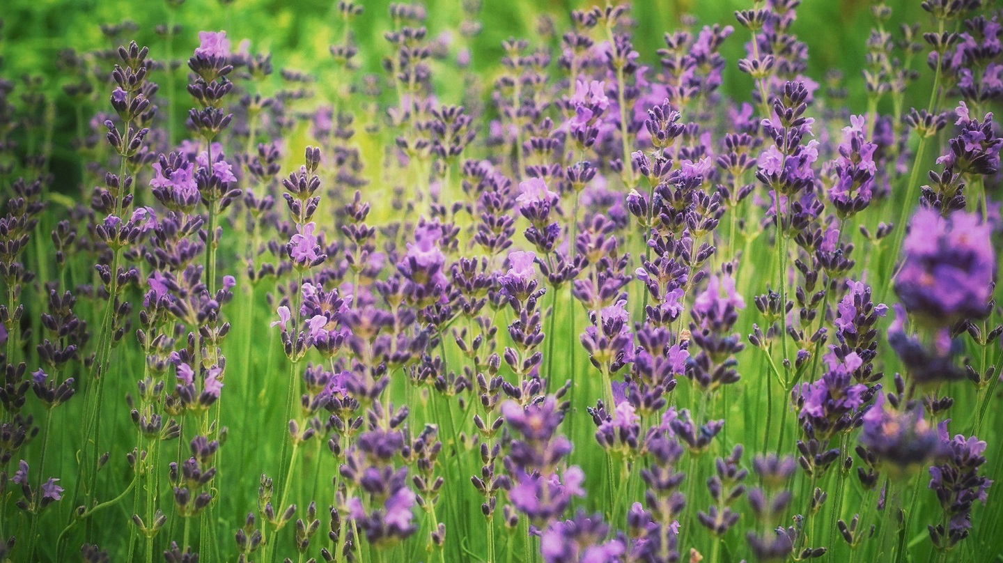 Wiese mit Lavendelblüten