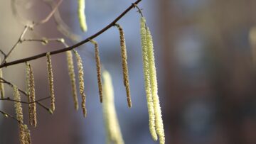 Blüten eines Haselnussstrauchs