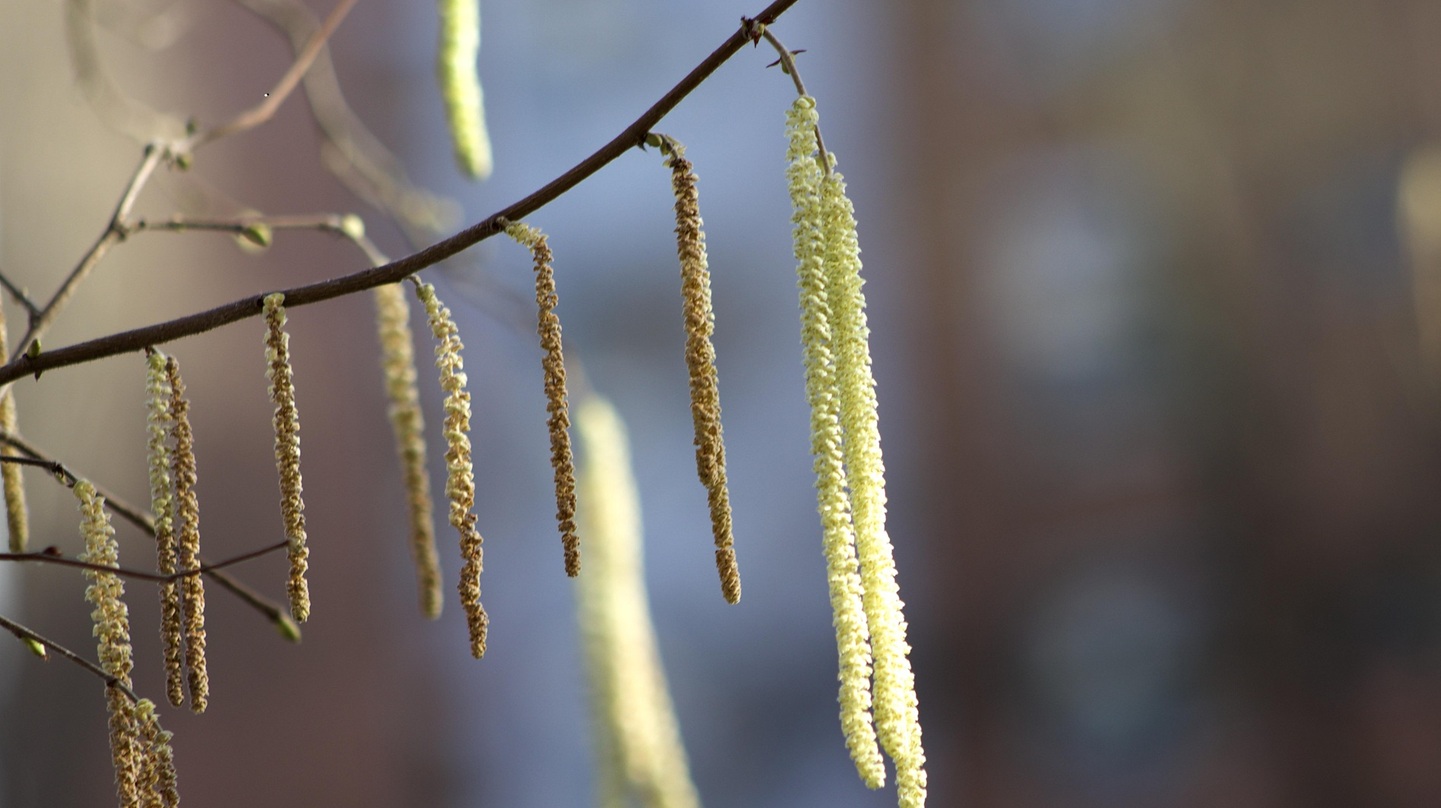 Blüten eines Haselnussstrauchs